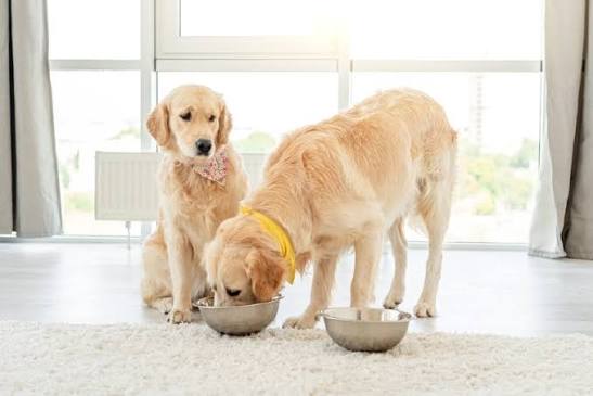 How to Keep Your Dog From Eating Other Dogs' Food: 3 Vet-Approved Methods —  Dogster