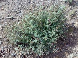 Image result for Tephrosia purpurea