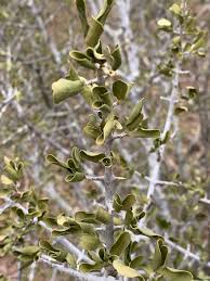 Image result for Pyrostria hystrix