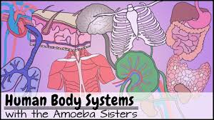 Human Body Systems Functions Overview The 11 Champions Updated