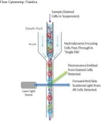• explains forward scattering by particles of similar size or larger than the wavelength of incident light. What Is Flow Cytometry Sino Biological
