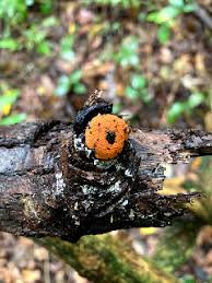 Image result for Hypoxylon multiforme