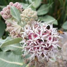 Image result for Asclepias
