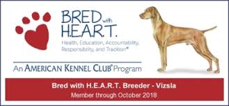 Golden meadows retrievers offers vizsla puppies for sale that are in a number of training stages. Home