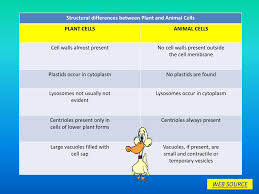 Check spelling or type a new query. Ppt Chapter 1 Cellular Structure And Function Powerpoint Presentation Id 2202222