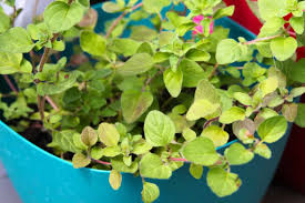 The leaves possess both strong aroma and taste. How To Plant Grow And Harvest Oregano