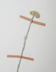 Image result for Helichrysum subglomeratum