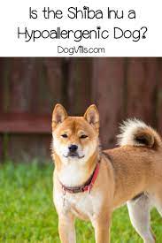 Is Shiba Inu Hypoallergenic Dogvills Dog Breeds Japanese Dog Breeds Hypoallergenic Dogs
