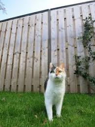 Alibaba.com offers 800 cat proof fence topper products. Cat Confinement Australian Pet Welfare Foundation