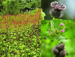 Image result for Costus