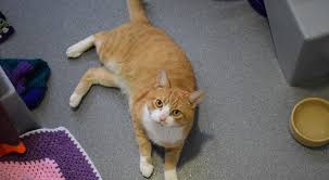 Find the what is the cat years equivalent for a 1 year cat using our cat age calculator. Tigger Is An Affectionate 7 Year Old Cat Pete The Vet