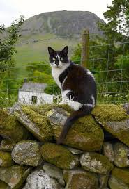Love The Farm Kitty Http Imgfave Com Hayvanat Bahceleri Evcil Hayvanlar Hayvan