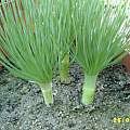 Image result for Gethyllis transkarooica