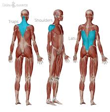 Measuring rib cage and abdominal movement is the most common technique for assessing respiratory effort in laboratory sleep studies. Training Your Muscles For Ballroom Dance Delta Dance