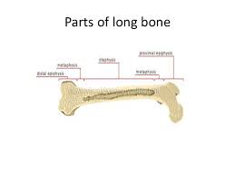 Smartdraw includes 1000s of professional healthcare and anatomy chart templates that you can modify and make your own. Long Bone