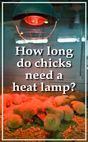 Chicks And Heat Lamps Baby Chicks Raising Baby Chicks Raising Backyard Chickens