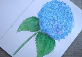 Bunga Hydrangea Dengan Pensil Warna Bunga Hydrangea Menggambar Bunga Hydrangea