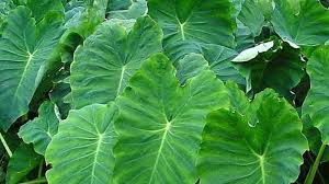 Tanaman Keladi Bernilai Jutaan Rupiah Ini Manfaat Cara Merawat Dan 20 Jenis Tanaman Keladi Bangka Pos