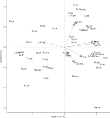 Image result for Synsepalum cerasiferum