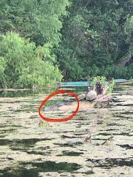 Camp sites are well marked (but available only on advance reservation). Tom Miller On Twitter In More 2020 News An Alligator Was Spotted In Austin S Lady Bird Lake Yes The Same Lake Hundreds Thousands Of People Kayak And Paddleboard In Every Day The