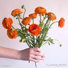 Pin On Ranunculus