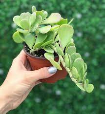 Pin On Succulent Plant