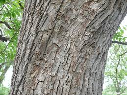 Image result for Carya illinoinensis