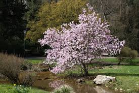 Magnolia Loebneri Leonard Messel Minimalist Garden Outdoor Gardens Woodland Garden