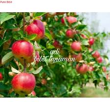Gambar mewarnai pohon buah apel. Bibit Tanaman Buah Apel Merah Bisa Cod Shopee Indonesia
