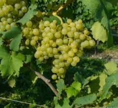 Image result for Passerina