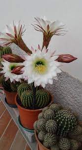 Some only a few centimeters tall after several years of growth, while others are picture via pixabay. How Fast Do Cactus Grow Em 2020 Jardim De Plantas Suculentas Jardim De Cactos Mini Jardim De Cactos