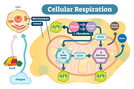 The chemical equation for cellular respiration is the opposite of the photosynthesis reaction in plants. Cellular Respiration Definition And Examples Biology Online Dictionary