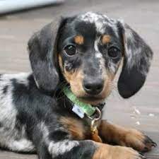 He is raised with children and is very social & friendly. Dachshunds At Clearview Farms Home Facebook