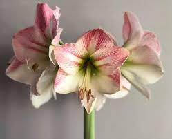 Amaryllis Flower Amaryllis Flowers Wholesale Flowers Bulk Flowers Online