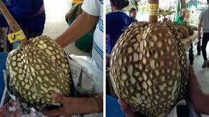We did not find results for: Durian Tanpa Duri Cara Aman Makan Si Raja Buah