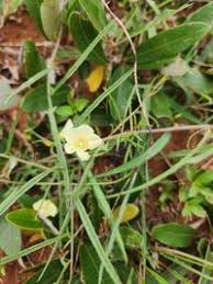 Image result for Xenostegia tridentata