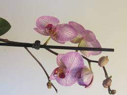All of our bouquets are designed exclusively for waitrose florist. Watering Orchids Page 2 Bbc Gardeners World Magazine