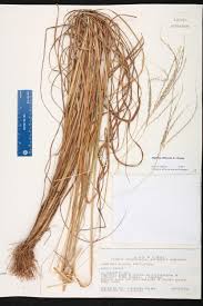 Image result for Digitaria setifolia