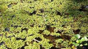 Image result for Salvinia hastata