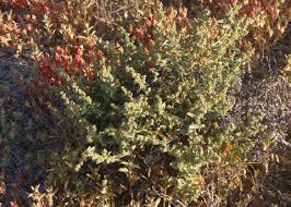 Image result for Atriplex suberecta
