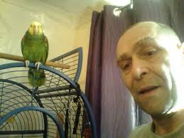 UPDATE: Rosa has been found! Thank you all SO much for helping me locate my  parrot! You are all so kind! My double yellow headed Amazon, Rosa,  disappeared last night. I live