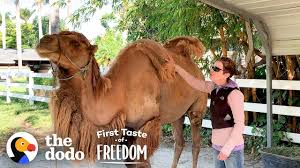 You probably know what a camel is, they are the amazing it was to be remembered that it was the last straw that broke the camel's back, and the colony ought to do nothing to diminish its credit in the. Pin On My Favorite Horse Videos On Youtube And Other Videos On Youtube Too