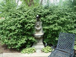 Lion Head Fountain Amist My Favorite Plant Here Jedi Viburnum A Wayfaring Tree Bush That Has Lovely Fragrant White Flowers In Outdoor Flowers Plants Viburnum