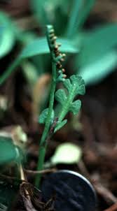 Image result for Ophioglossaceae