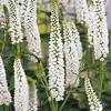 The genus is native to south america. 1