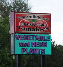Sunfresh Produce, Tennessee Homegrown Tomatoes are Longmires' labor of love 