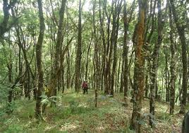 Image result for Vernonia thomsoniana