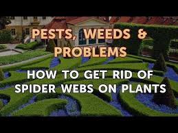 Are cobwebs taking over the lesser used areas of your home? How To Get Rid Of Spider Webs On Plants Youtube