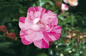 Another with pink flowers is woodbridge, which can be grown in zones 5 to 9. Roses For Non Gardeners Otago Daily Times Online News