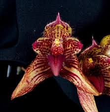 Image result for Bulbophyllum elliotii